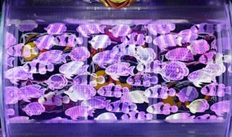 パチンコ ドラム海物語 イルミ魚群